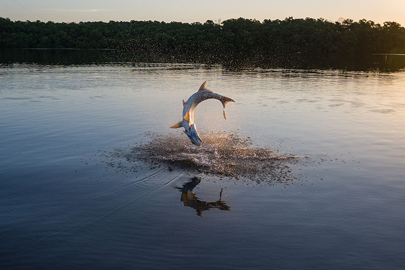 Tarpon fishing stock photography